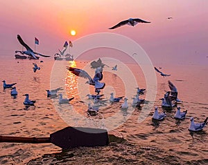 Seagulls enjoying their first routine activity of the day in Triveni Sangam, Prayagraj, Uttarpradesh, India