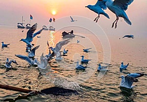 Seagulls enjoying their morning activity in Triveni Sangam, Prayagraj, Allahabad, Uttarpradesh, India