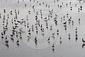 Seagulls escaping from the cold to the beach
