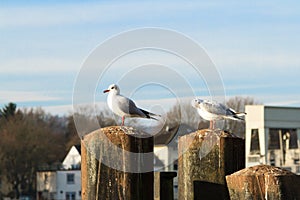 Seagulls in Essen-Kettwig at the Ruhr.