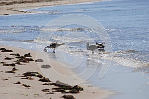 Seagulls feeding on the bay