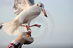 Seagulls feeding from human& x27;s hand