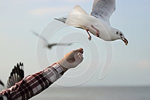 Seagulls feeding from human`s hand. Selective focus and shallow depth of field.