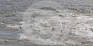 Seagulls Feeding in Ships Backwash photo