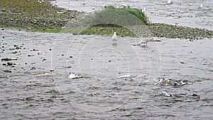 Seagulls are feeding. There are salmon around. Slow motion shot.