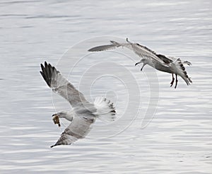 Seagulls fight