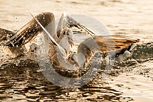 Seagulls fight