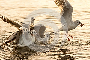 Seagulls fight