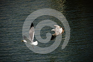 Seagulls fight for food