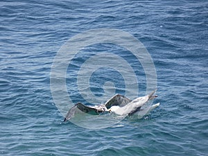 Seagulls fighting fiercely to death