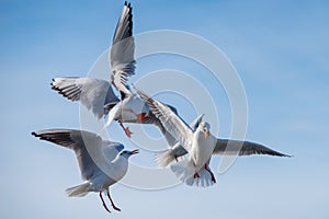 Seagulls are fighting over food