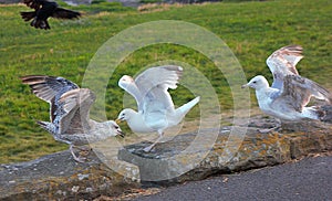 seagulls fighting over slice of brown bread in its beak