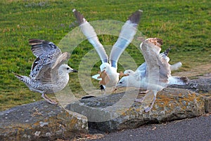 seagulls fighting over a slice of brown bread in its beak