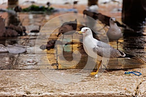 Seagulls with fish fin on the fish Rialto Market in Venice, italy