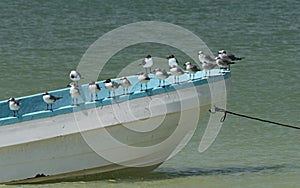 Seagulls on a fishing boat on the beach at Holbox Island, Mexico