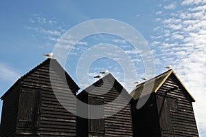 Seagulls on fishing huts, Hastings