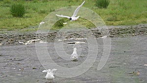 Seagulls flap their wings and fight for land. Slow motion shot.