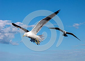 Seagulls in flight