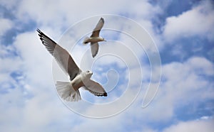 Seagulls in Flight