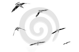 Seagulls in flight