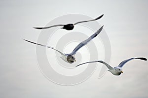 Seagulls in flight