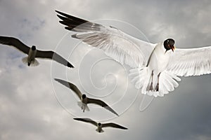 Seagulls in flight.