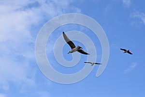 Seagulls at flight