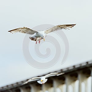 Seagulls in flight