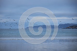 Seagulls in flight above a calm sea against a dusky sky