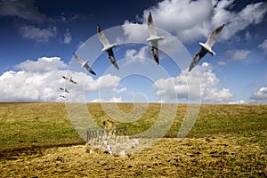 Seagulls Flight Above Resting Sheep.