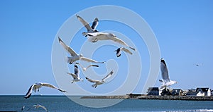 Seagulls in flight above Revere Beach, MA photo