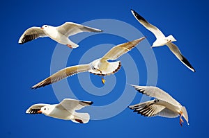 Seagulls on flight