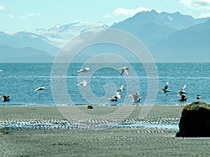 Seagulls in flight on beach near Homer, Alaska