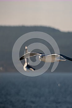 seagulls in flight for hunting at sea