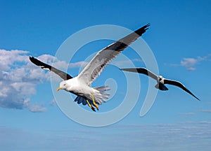 Seagulls in flight photo