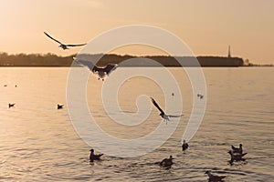 Seagulls in flight over the Gulf of Finland at sunset. Frozen movement of birds. Seascape in the evening. Peterhof