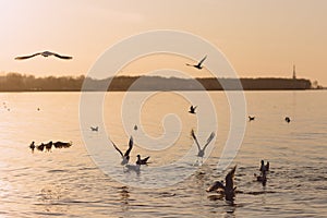 Seagulls in flight over the Gulf of Finland at sunset. Frozen movement of birds. Seascape in the evening. Peterhof