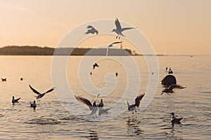 Seagulls in flight over the Gulf of Finland at sunset. Frozen movement of birds. Seascape in the evening. Peterhof