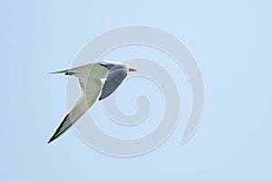 Seagulls in flight Romania 109