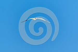 Seagulls in flight Romania 201