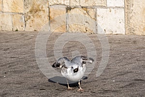 Seagulls in flight Romania 208