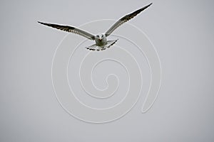 Seagulls in flight Romania 235