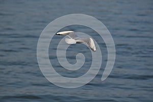 Seagulls in flight Romania 242