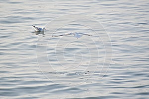 Seagulls in flight Romania 249