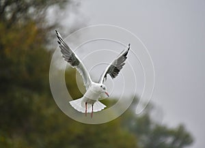 Seagulls in flight Romania 283