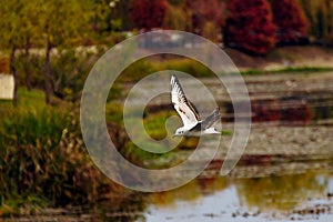 Seagulls in flight Romania 321