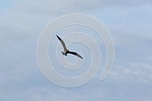 Seagulls in flight Romania 324