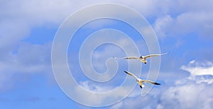 Seagulls in flight