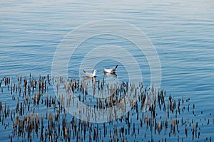 Seagulls float on a blue river on a clear day