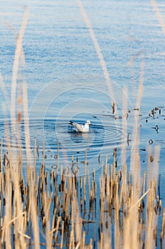 Seagulls float on a blue river on a clear day